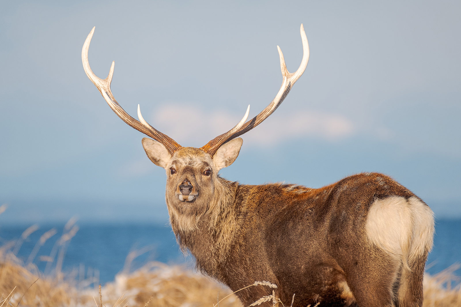 ポートレートギャラリー 一般社団法人 日本写真文化協会